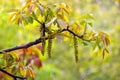 Walnut branch with young fresh leaves during flowering in the spring