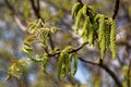 Walnut branch with young leaves and buds