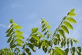 Walnut branches with colorful green leaves in sunlight on background of blue sky Royalty Free Stock Photo