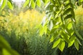 Walnut branches with green leaves in sunlight on background of blue sky Royalty Free Stock Photo