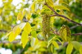 Walnut branches with young leaves and earrings during flowering