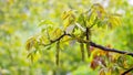 Walnut branches with young leaves and earrings during flowering