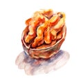 Walnut bright watercolor hand-drawn art painted illustration isolated object on white Royalty Free Stock Photo