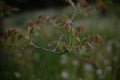 Walnut bud in spring season. new leafs on twig Royalty Free Stock Photo