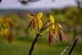 Walnut bud in spring season. new leafs on twig Royalty Free Stock Photo