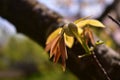 Walnut bud in spring season. new leafs on twig Royalty Free Stock Photo