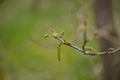 Walnut bud in spring season. new leafs on twig Royalty Free Stock Photo