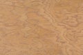 Walnut burl design texture. Natural background closeup.