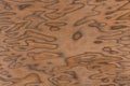 Walnut burl wood grain texture background.