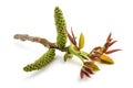 Walnut catkin with leaves Royalty Free Stock Photo