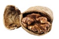 Walnut close-up macro Royalty Free Stock Photo