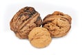 Walnut Close Up Royalty Free Stock Photo