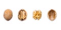 Walnut, closed, opened, half, kernel and shell placed in a row on a white background. The view from the top. Banner Royalty Free Stock Photo