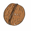Walnut coloring and white background Royalty Free Stock Photo