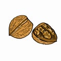 Walnut coloring and white background Royalty Free Stock Photo