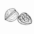 Walnut coloring and white background Royalty Free Stock Photo