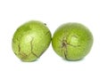 Walnut in cracked pericarp isolated on white background. Two walnuts in green pericarp Royalty Free Stock Photo