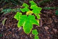 Walnut Creek Closeup of green leaves