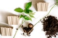 Walnut cultivationon a white background. seedlings of shrubs.seedlings in peat pots.The spring planting. Early seedling , grown Royalty Free Stock Photo