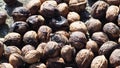 Brown dried fruit, oval-shaped, village of Teillor, Mellid, La CoruÃÂ±a, Spain, Europe