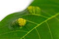 Walnut felt gall mite in a close-up Royalty Free Stock Photo