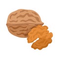 Walnut flat style vector illustration. Walnut on white background.