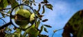 Walnut fruit banner magnified with a magnifying glass. Ripe walnut inside a cracked green shell on a branch with the sky in the Royalty Free Stock Photo