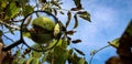 Walnut fruit banner magnified with a magnifying glass. Ripe walnut inside a cracked green shell on a branch with the sky in the Royalty Free Stock Photo