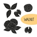 Walnut. Fruit, core, leaf. Black silhouette on white background. Royalty Free Stock Photo