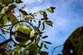 Walnut fruit enlarged with a magnifying glass. Close up of a ripe walnut inside a cracked green shell on a branch with the sky in Royalty Free Stock Photo