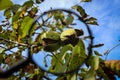 Walnut fruit enlarged with a magnifying glass. Close up of a ripe walnut inside a cracked green shell on a branch with the sky in Royalty Free Stock Photo