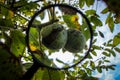 Walnut fruit enlarged with a magnifying glass. Ripe walnut inside a cracked green shell on a branch with the sky in the background Royalty Free Stock Photo