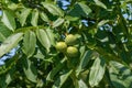 Walnut fruit growing on a tree in the garden Royalty Free Stock Photo