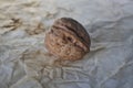 walnut fruit of the walnut tree on a light background