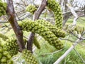 Walnut fruit tree male flower in orchard