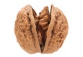 Walnut fruit on white