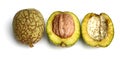 Walnut with green shell on white background