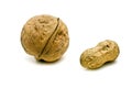 Walnut and groundnut