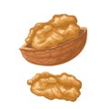 Walnut half shelled and without shell. Vector color realistic illustration. Royalty Free Stock Photo