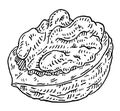 Walnut half shelled. Vector engraving black vintage illustration. Royalty Free Stock Photo
