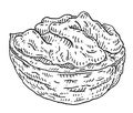 Walnut half shelled. Vector engraving black vintage illustration. Royalty Free Stock Photo