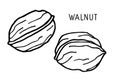 Walnut. Hand drawn vector nut and walnut text. Doodle Outline sketch. Organic, fresh cooking, healthy diet ingredient. Organic
