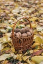 Walnut harvest. Collection of walnuts. Basket of walnuts.