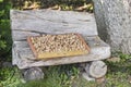 walnut harvest time