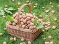 Walnut harvest. Walnuts in the basket on the green grass