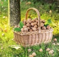 Walnut harvest. Walnuts in the basket on the green grass Royalty Free Stock Photo