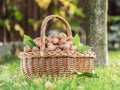 Walnut harvest. Walnuts in the basket on the green grass Royalty Free Stock Photo
