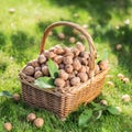 Walnut harvest. Walnuts in the basket on the green grass Royalty Free Stock Photo