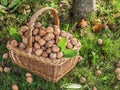 Walnut harvest. Walnuts in the basket on the green grass Royalty Free Stock Photo