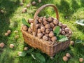 Walnut harvest. Walnuts in the basket on the green grass Royalty Free Stock Photo